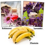 echinacea, plantain, lavender